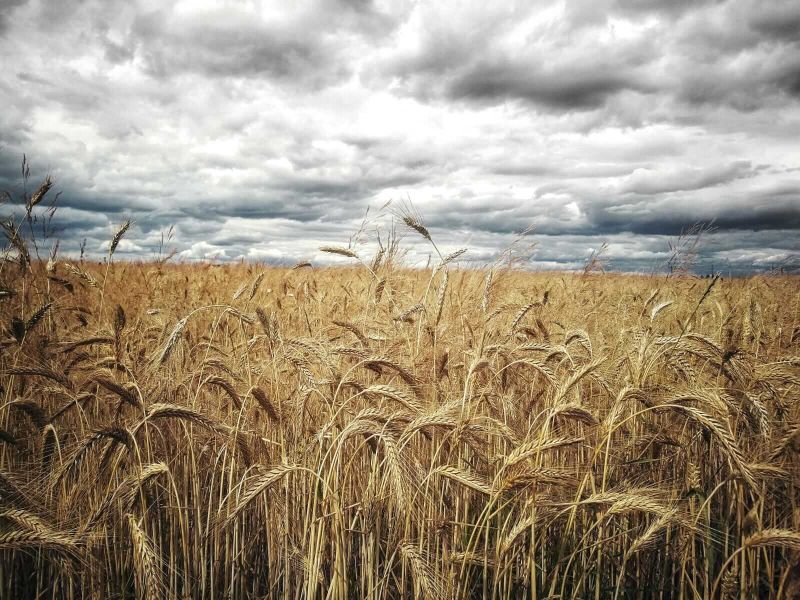 Wheat Closes with Mixed Trade on Friday